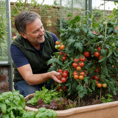 1 Consuelo Cherry Tomato Plant, High Yield Live Vegetable, Outdoor Garden Ready, 2 Litre Root Ball