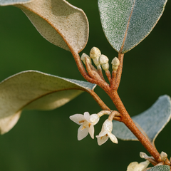 Elaeagnus Ebbingei | 3L Pot