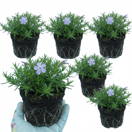 Set of 3 or 6 Phlox Emerald Cushion Blue Alpine Plants, Hardy Perennial Creeping Ground Cover, Flowering Garden Plants, 1 Litre Root-Ball