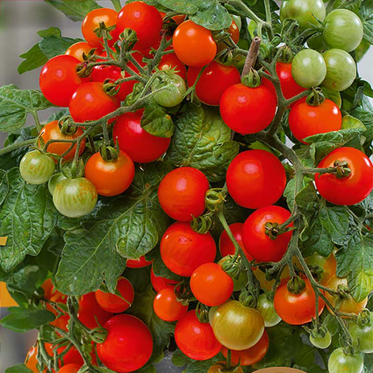 1 Large Plant - Tomato Veranda Red, Ready to Plant in Your Garden, 5L Pot