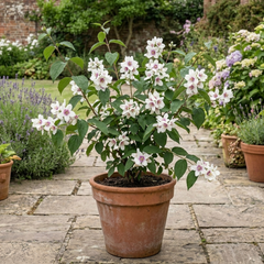 1 Philadelphus Belle Etoile Mock Orange Plant, Fragrant White Flowering Shrub, 3 Litre Root Ball