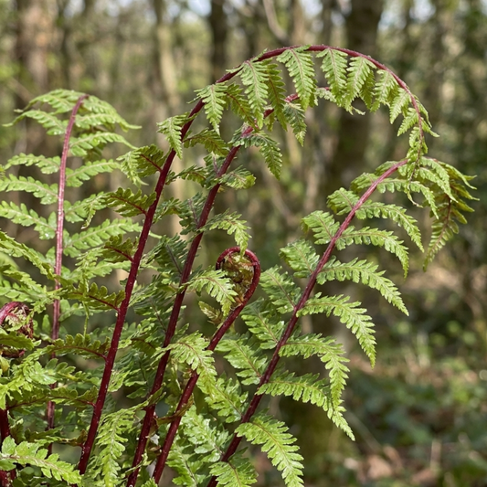 Lady Fern Athyrium Lady in Red Hardy Perennial Plants, Shade Garden Ready, Outdoor Fern, 11cm or 1L Root Ball