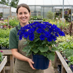 Senetti Pericallis Pop Bang Blue Plant, Outdoor Garden Ready Summer Flowering, 6.5 Litre Root Ball