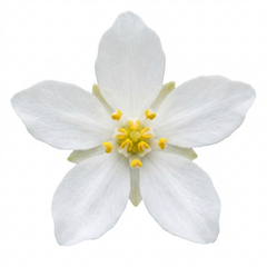 Choisya White Dazzler Plant, Fragrant Hardy Evergreen Garden Shrub, Mexican Orange Blossom, 3L Root Ball