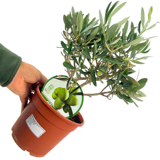Mini Olive Bush | 2L Pot