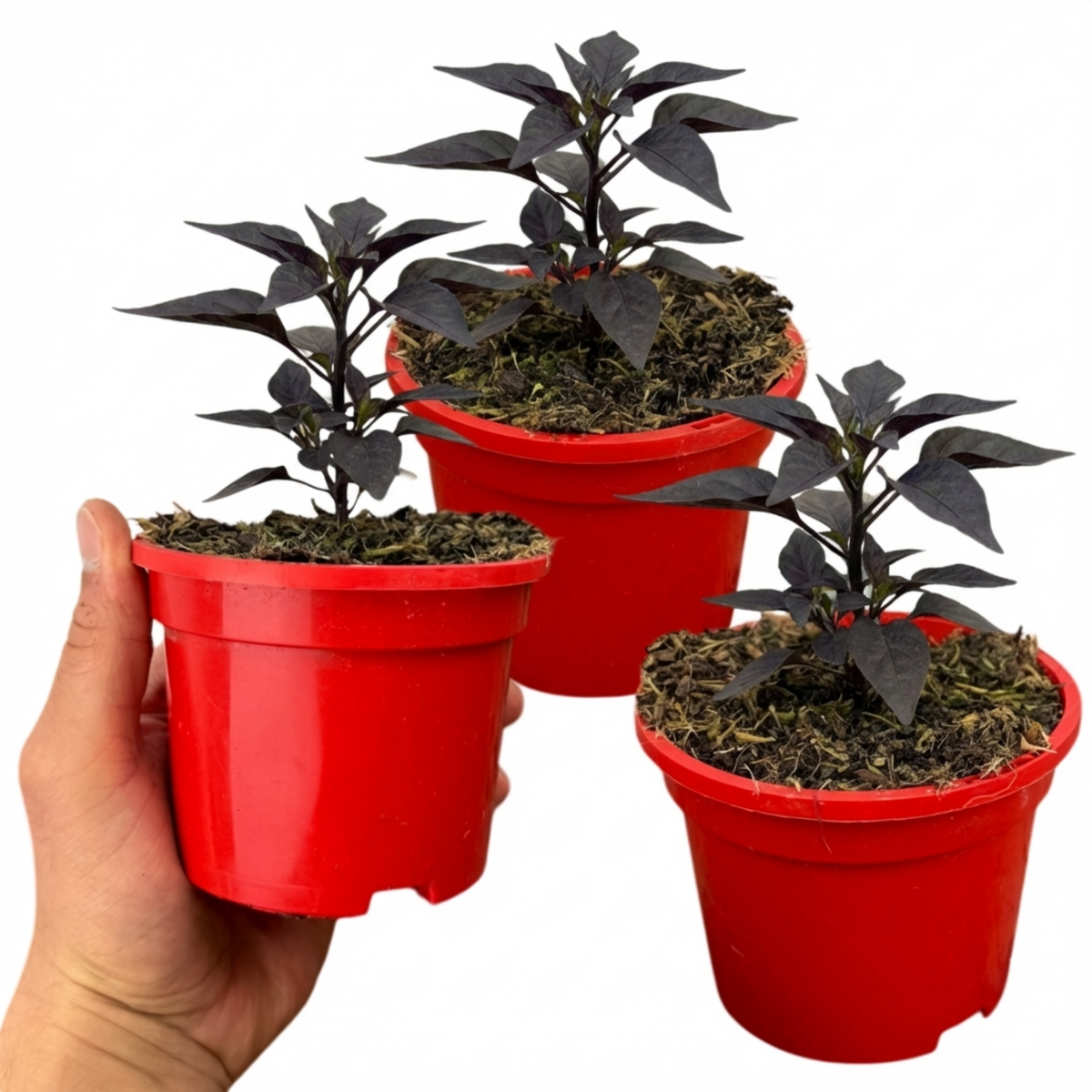 Set of 3 or 6 Large Plants - Grow Your Own Chilli Pepper Atomic, Garden Ready