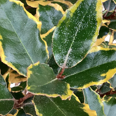 Elaeagnus Viveleg | 3L Pot