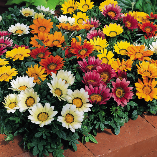 Gazania Kiss Any Colour Mix | 3 or 6 1L Pots