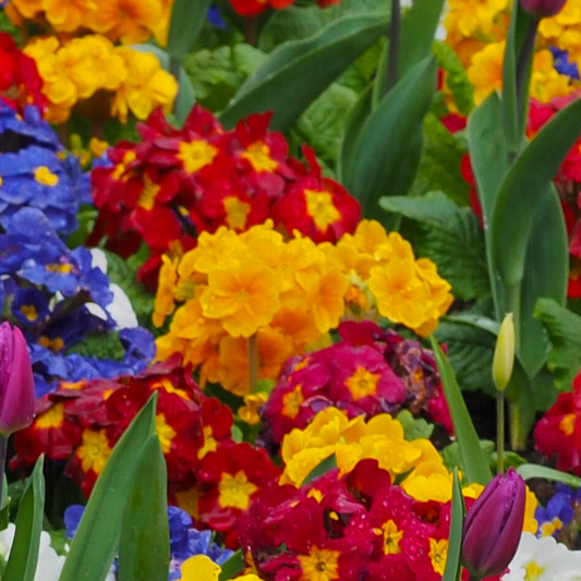 Polyanthus Orange | 3 or 6 1L Pots