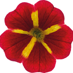 Set of 3 or 6 Large Plants - Calibrachoa Cabaret Red Kiss, Outdoor Garden Ready