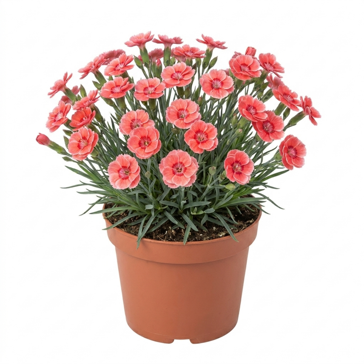 1 Cottage Pinks Dianthus Sugar Coral, Fragrant Hardy Summer Flowering Perennial Garden Plant, 17cm Root-Ball