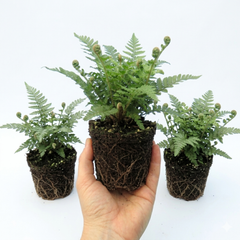 Soft Shield Fern Polystichum Plumosum Densum Plants, Hardy Evergreen Perennial, 1 Litre Root Ball
