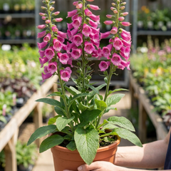 1 Digitalis Hanabee Deep Rose Foxglove Plant, Bee Friendly Hardy Perennial, 2 Litre Root Ball