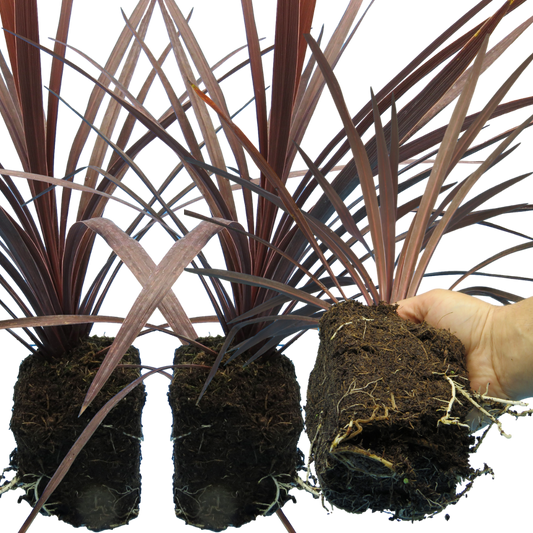 Cordyline Red Star