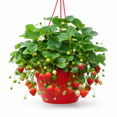 1 Strawberry Toscana Live Plant, 25cm Hanging Basket, Outdoor Garden Ready, Grow Your Own Strawberries