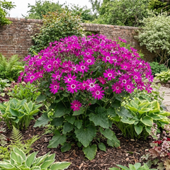 Senetti Pericallis Pop Magenta Live Plant, Outdoor Summer Bedding Flowers, 17cm Root-Ball