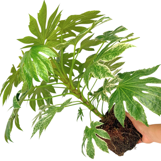 Fatsia Spiders Web | 3L Pots