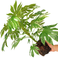 Fatsia Spiders Web | 3L Pots