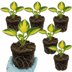 Paul's Glory Plantain Lily, Ready to Plant in Your Garden