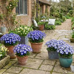 Senetti Blue Bicolour, Outdoor Garden Ready, 2L Pot