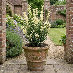 Euonymus Japonicus Paloma Blanca Plant, Hardy Evergreen Shrub for Garden, 7.5 Litre Root-Ball