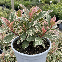 Photinia Fraseri Pink Crispy Plant, Evergreen Hedge Shrub, Outdoor Garden Ready, 3 Litre Root Ball