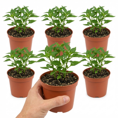 Sweet Pepper Snack Orange, Ready to Plant in Your Garden