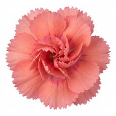 1 Cottage Pink Dianthus Sugar Coral, Hardy Fragrant Perennial, Garden Ready, 5 Litre Root-Ball