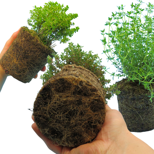 Thyme Growers Choice Mix | 3 or 6 1L Pots