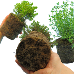 Thyme Growers Choice Mix | 3 or 6 1L Pots