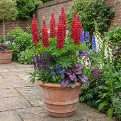 Lupin Legendary Red Hardy Perennial Plants, Summer Flowering, Bee Friendly Lupins, Outdoor Garden Ready, 1 Litre Root-Ball