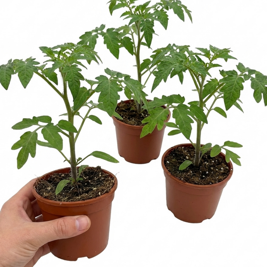 Set of 3 or 6 Large Plants - Tomato Growers Selection Variety, Outdoor Garden Ready, 10.5 cm