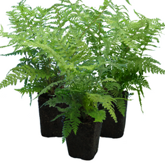 Shield Fern | 3 or 6 1L Pots