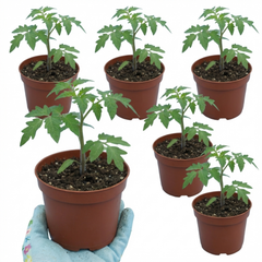 Set of 3 or 6 Large Plants - Tomato Shirley Variety, Ready to Plant in Your Garden