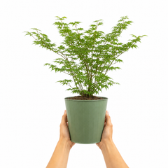 3 Litre Green Leaf Acer Tree, Nursery Pots, Outdoor Garden