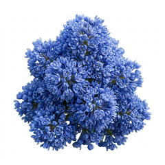 1 Ceanothus Yankee Point, 7.5 Litre Root Ball, Evergreen Californian Lilac, Blue Flowering Shrub