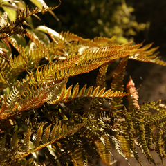 Alpine Wood Fern Dryopteris Wallichiana/Jurassic Gold | 2L Pot