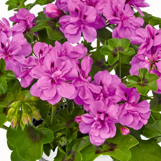 Geranium Sunflair Amethyst | 3 or 6 Large Plants