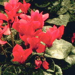 Cyclamen Silver Leaf Salmon | 3 or 6 1L Pots