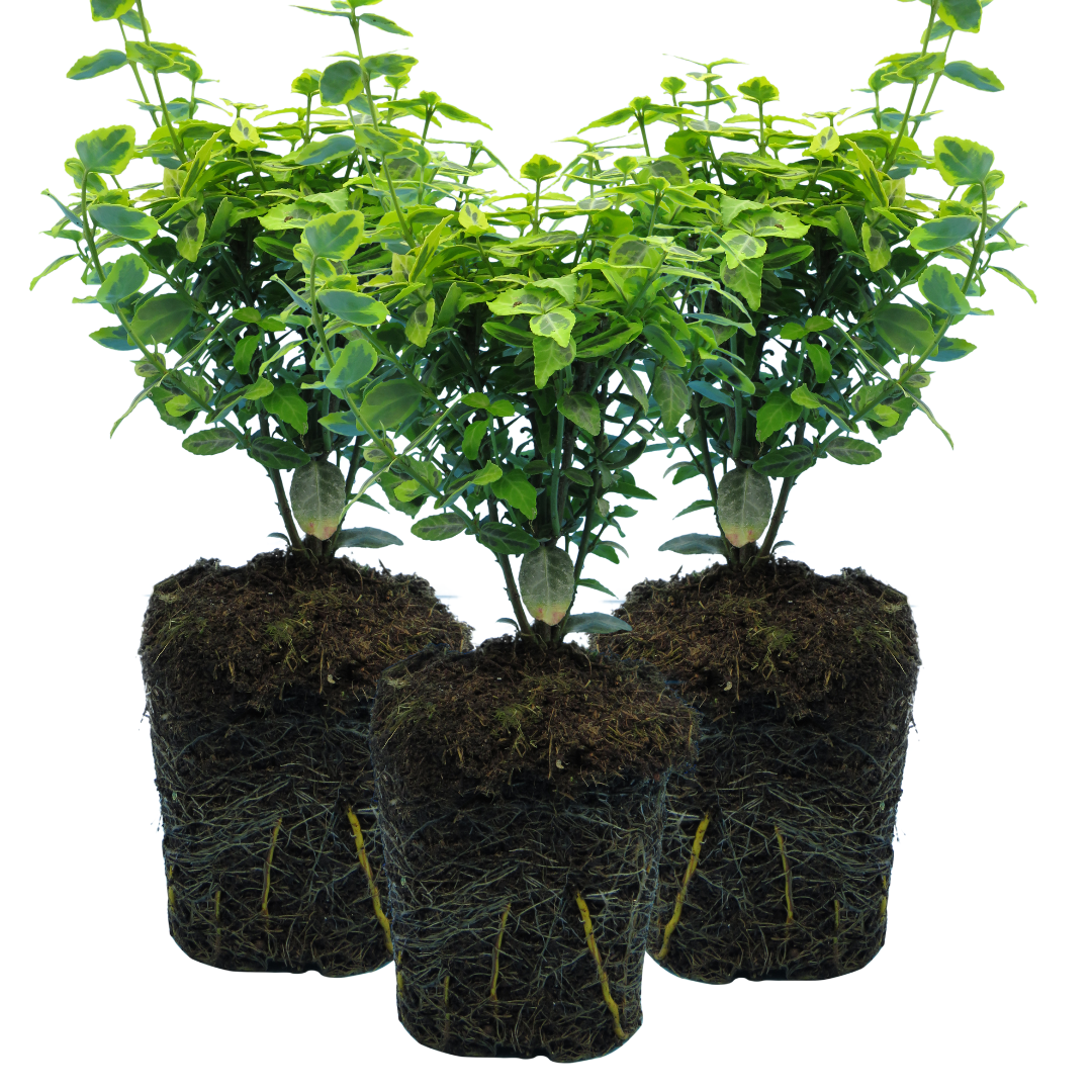 Euonymus Emerald Gold | 3 or 6 1L Pots