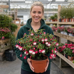 1 Large Plant - Upright Fuchsia Fuchsita Red & White, Outdoor Garden Ready, 2L