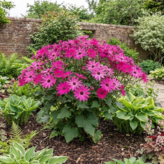 Large Senetti Plant - Pericallis Pop Epic Cerise, Bright Summer Flowering, 6.5 Litre Root-Ball