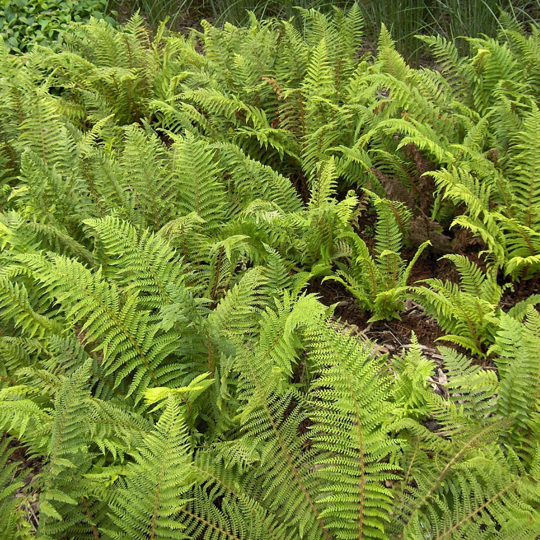 Polystichum Setiferum & Herrenhausen | 2L Pot
