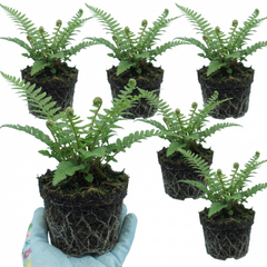 Set of 3 or 6 Soft Shield Fern Polystichum Setiferum Plants, Hardy Evergreen Shade Perennials, 1 Litre Root-Ball