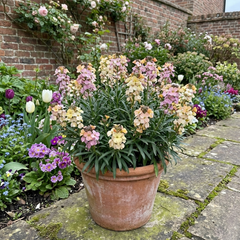 Erysimum Spring Feeling Hardy Perennial Wallflower Plants, Bee Friendly, Fragrant, Outdoor Garden Ready, 1 Litre / 11cm Root-Ball