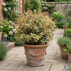 Osmanthus Goshiki Variegated Evergreen Shrub, Hardy Outdoor Garden Ready, 19cm Root-Ball