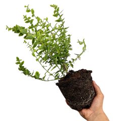 Euonymus Emerald n Gold | 2L Pot