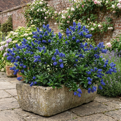 Ceanothus Yankee Point California Lilac Plant, Blue Flowering Evergreen Shrub, 3L Root-Ball