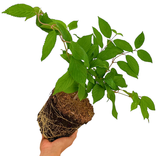 Viburnum Mariesii | 3L Pot