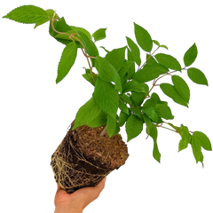 Viburnum Mariesii | 3L Pot